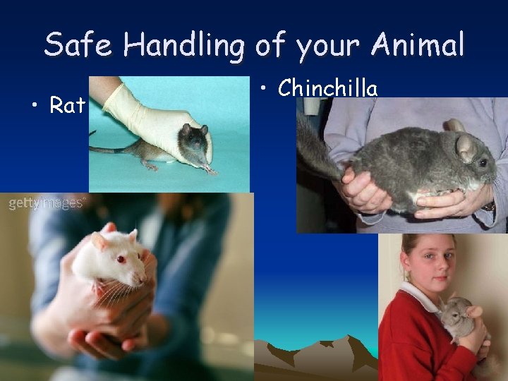 Safe Handling of your Animal • Rat • Chinchilla 