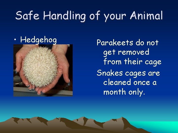 Safe Handling of your Animal • Hedgehog Parakeets do not get removed from their