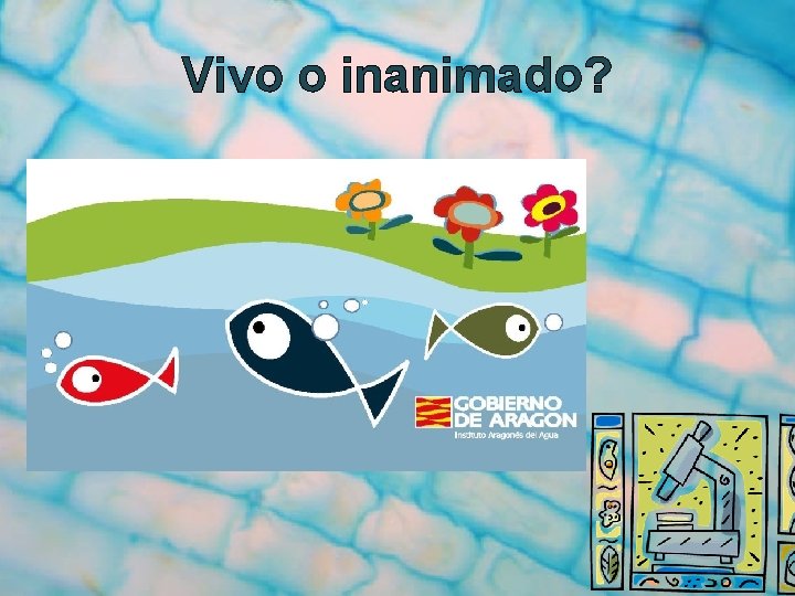 Qu es vida Seres vivos e inanimados Qu