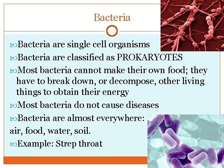 Bacteria are single cell organisms Bacteria are classified as PROKARYOTES Most bacteria cannot make