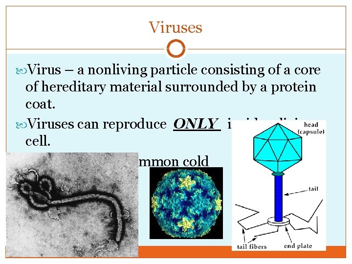 Viruses Virus – a nonliving particle consisting of a core of hereditary material surrounded