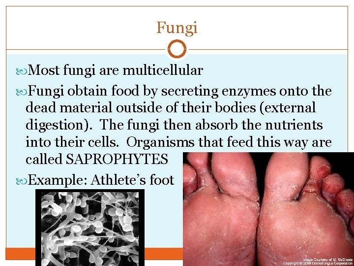 Fungi Most fungi are multicellular Fungi obtain food by secreting enzymes onto the dead