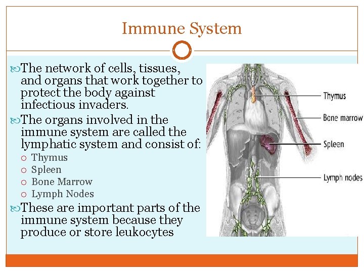 Immune System The network of cells, tissues, and organs that work together to protect