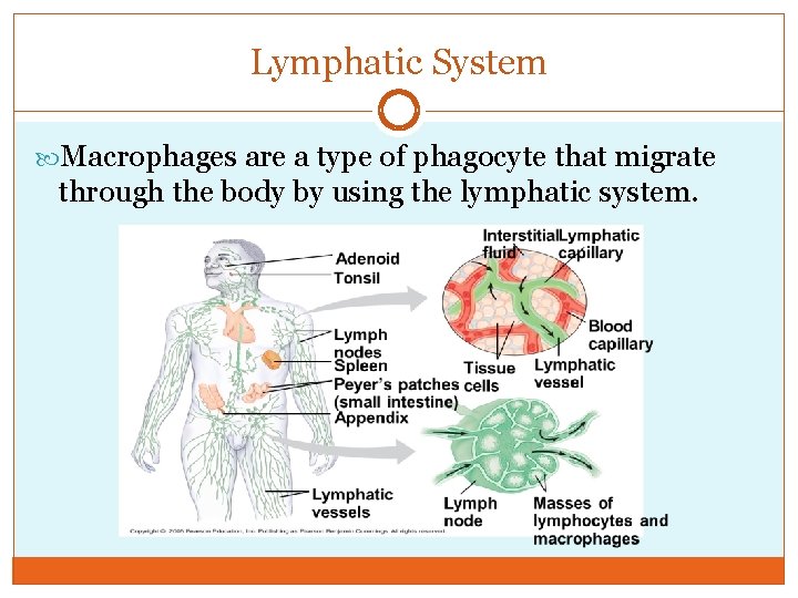 Lymphatic System Macrophages are a type of phagocyte that migrate through the body by