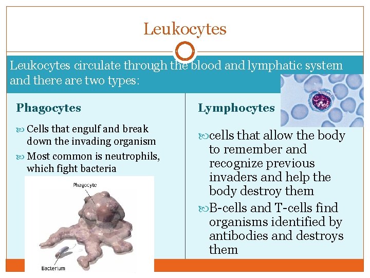 Leukocytes circulate through the blood and lymphatic system and there are two types: Phagocytes