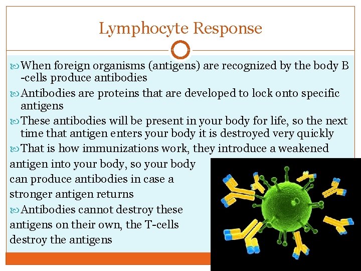 Lymphocyte Response When foreign organisms (antigens) are recognized by the body B -cells produce