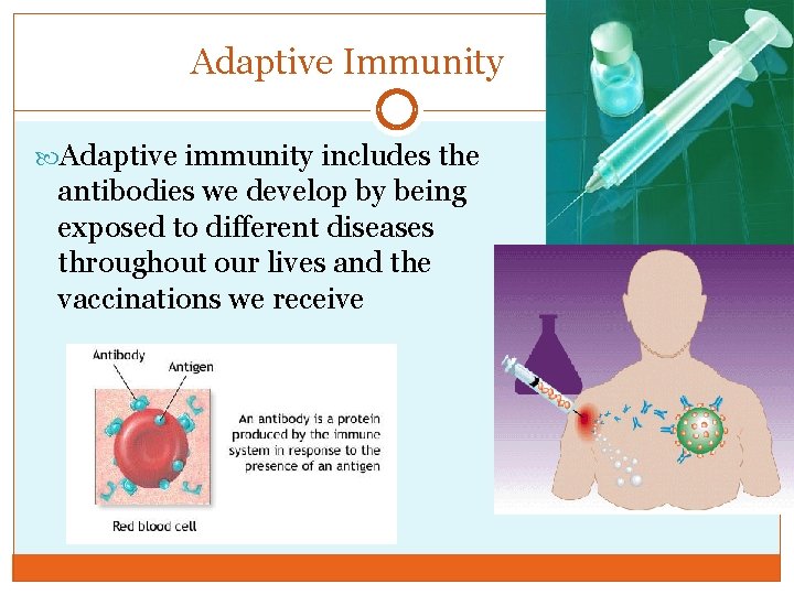 Adaptive Immunity Adaptive immunity includes the antibodies we develop by being exposed to different