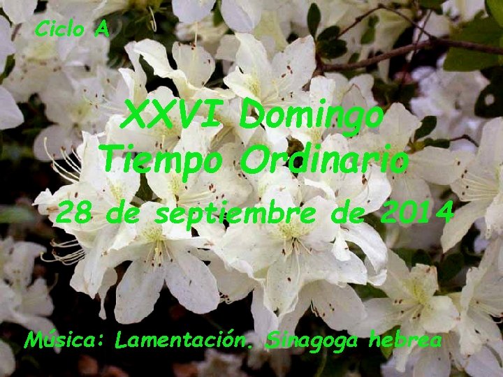 Ciclo A XXVI Domingo Tiempo Ordinario 28 de septiembre de 2014 Música: Lamentación. Sinagoga