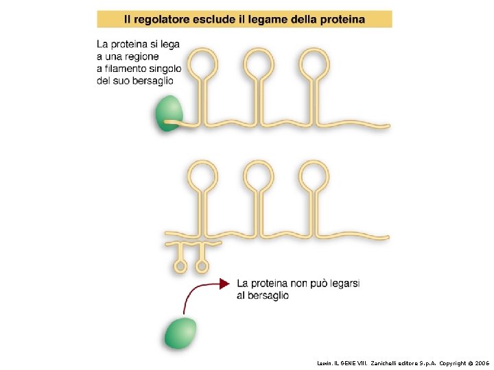 Lewin, IL GENE VIII, Zanichelli editore S. p. A. Copyright © 2006 