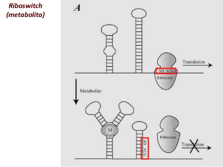 Riboswitch (metabolita) 