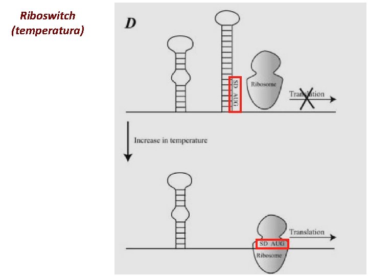 Riboswitch (temperatura) 