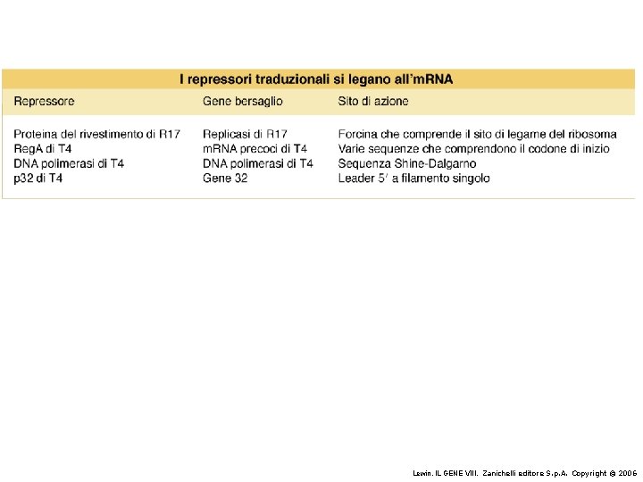 Lewin, IL GENE VIII, Zanichelli editore S. p. A. Copyright © 2006 