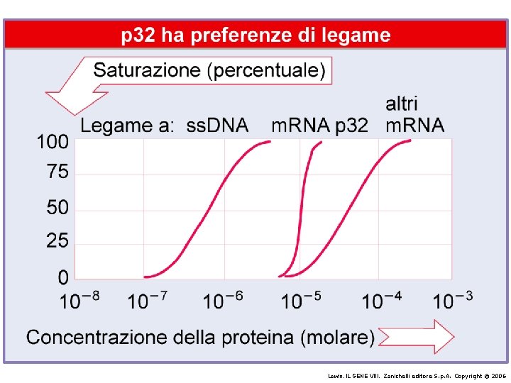 Lewin, IL GENE VIII, Zanichelli editore S. p. A. Copyright © 2006 