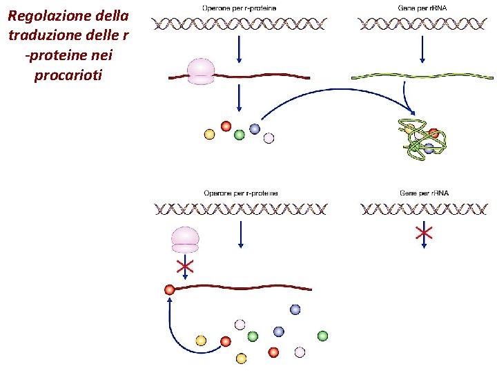 Regolazione della traduzione delle r -proteine nei procarioti 