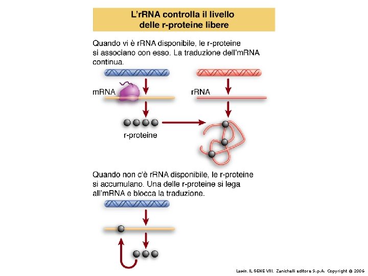 Lewin, IL GENE VIII, Zanichelli editore S. p. A. Copyright © 2006 