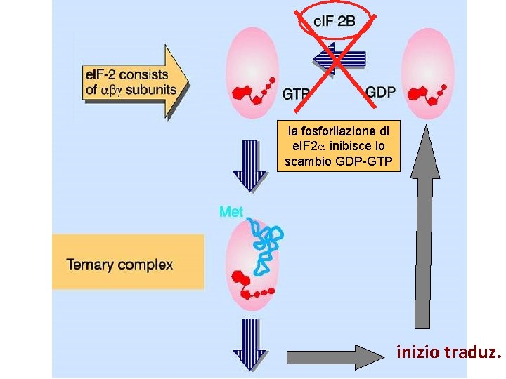 la fosforilazione di e. IF 2 a inibisce lo scambio GDP-GTP inizio traduz. 