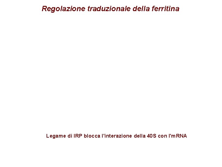 Regolazione traduzionale della ferritina Legame di IRP blocca l'interazione della 40 S con l'm.