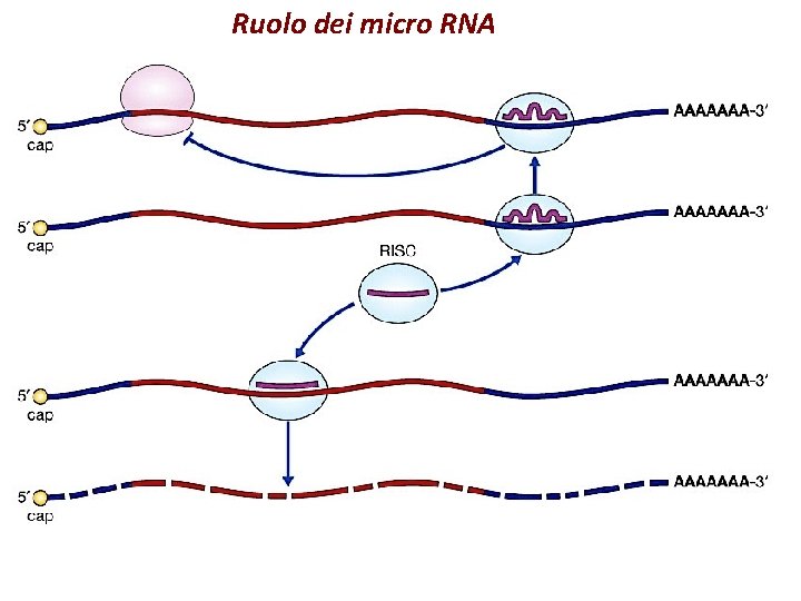 Ruolo dei micro RNA 