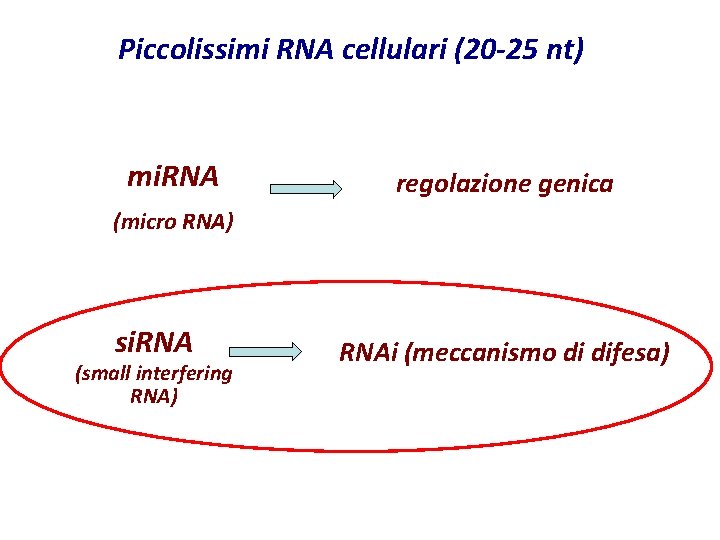 Piccolissimi RNA cellulari (20 -25 nt) mi. RNA regolazione genica (micro RNA) si. RNA