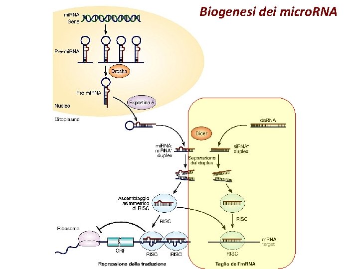 Biogenesi dei micro. RNA 