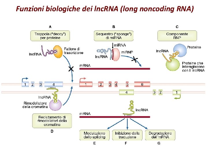 Funzioni biologiche dei lnc. RNA (long noncoding RNA) 