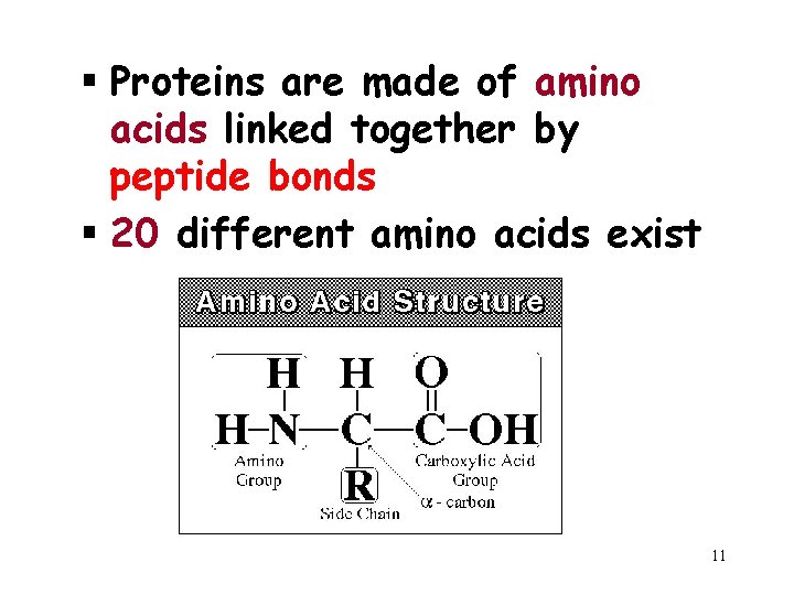 § Proteins are made of amino acids linked together by peptide bonds § 20