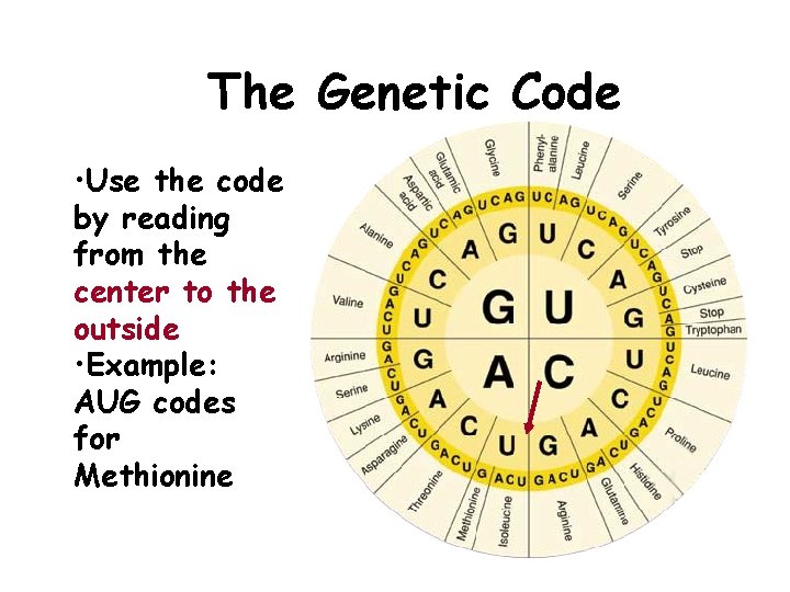 The Genetic Code • Use the code by reading from the center to the