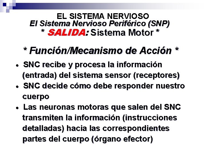 EL SISTEMA NERVIOSO El Sistema Nervioso Periférico (SNP) * SALIDA: Sistema Motor * *