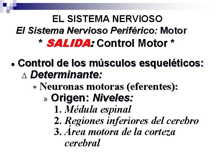 EL SISTEMA NERVIOSO El Sistema Nervioso Periférico: Motor * SALIDA: Control Motor * ·