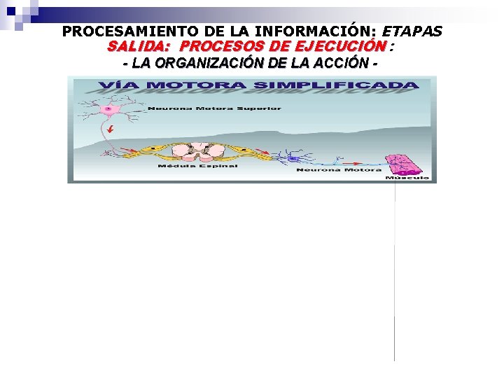 PROCESAMIENTO DE LA INFORMACIÓN: ETAPAS SALIDA: PROCESOS DE EJECUCIÓN : - LA ORGANIZACIÓN DE