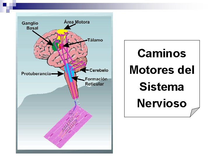 Caminos Motores del Sistema Nervioso 