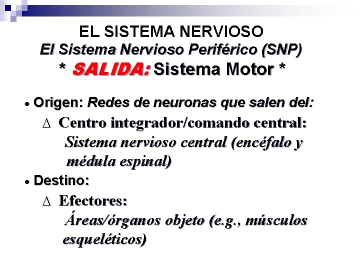 EL SISTEMA NERVIOSO El Sistema Nervioso Periférico (SNP) * SALIDA: Sistema Motor * ·