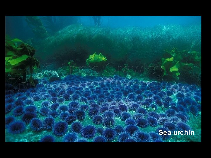 Sea urchin 