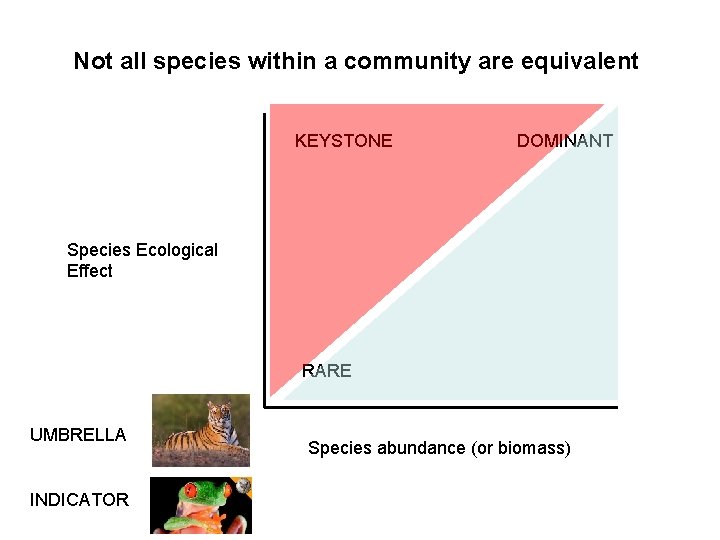 Not all species within a community are equivalent KEYSTONE DOMINANT Species Ecological Effect RARE