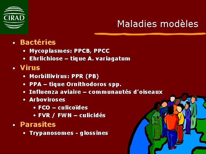 Maladies modèles • Bactéries • Mycoplasmes: PPCB, PPCC • Ehrlichiose – tique A. variagatum