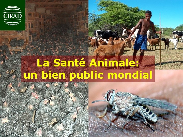 La Santé Animale: un bien public mondial 