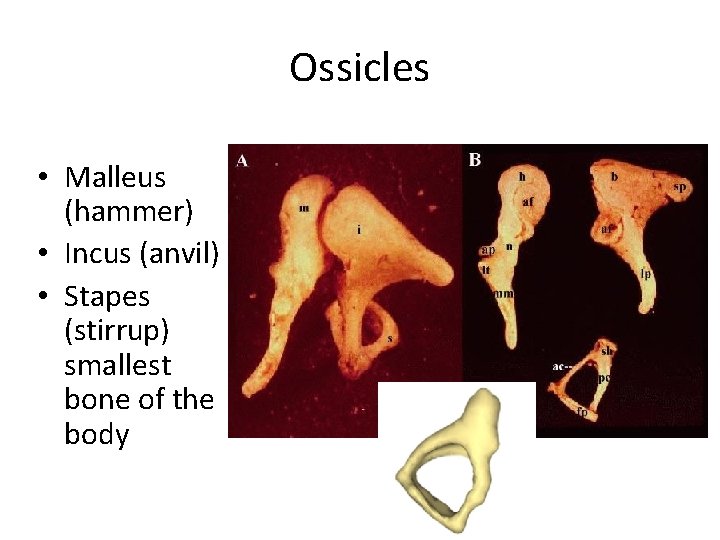 Ossicles • Malleus (hammer) • Incus (anvil) • Stapes (stirrup) smallest bone of the