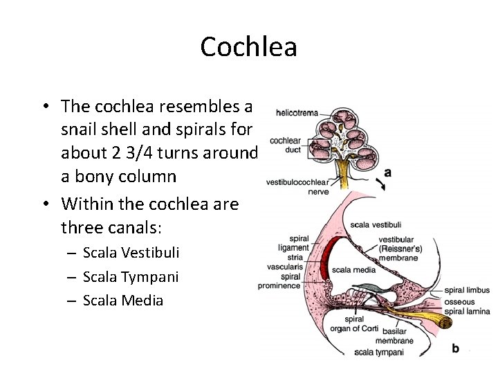 Cochlea • The cochlea resembles a snail shell and spirals for about 2 3/4