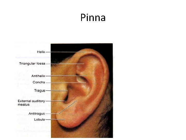 Pinna 