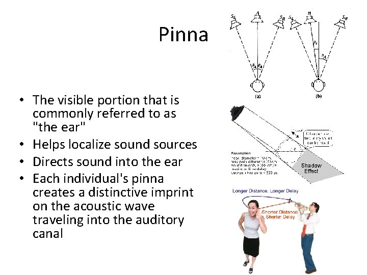 Pinna • The visible portion that is commonly referred to as "the ear" •