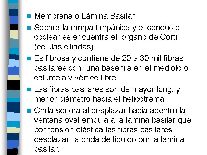 n n n Membrana o Lámina Basilar Separa la rampa timpánica y el conducto