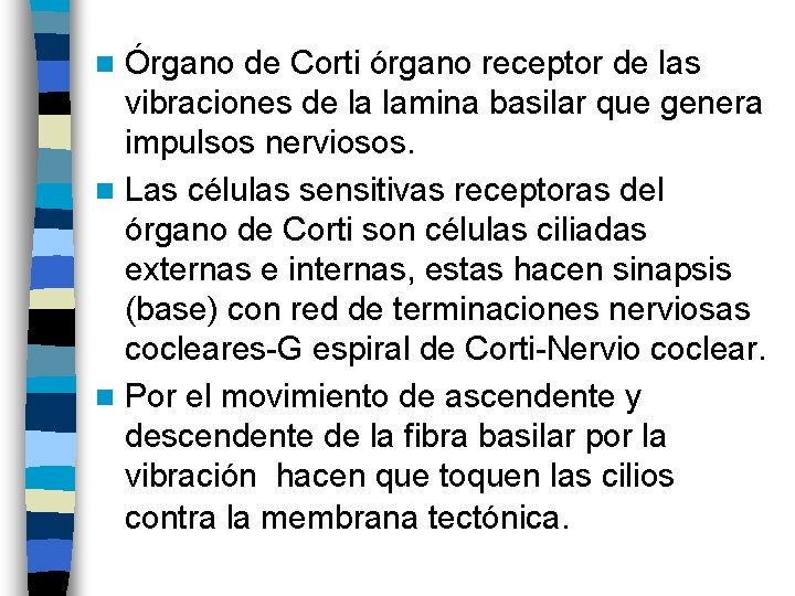 Órgano de Corti órgano receptor de las vibraciones de la lamina basilar que genera