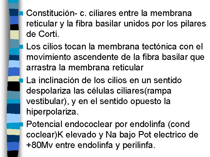 Constitución- c. ciliares entre la membrana reticular y la fibra basilar unidos por los