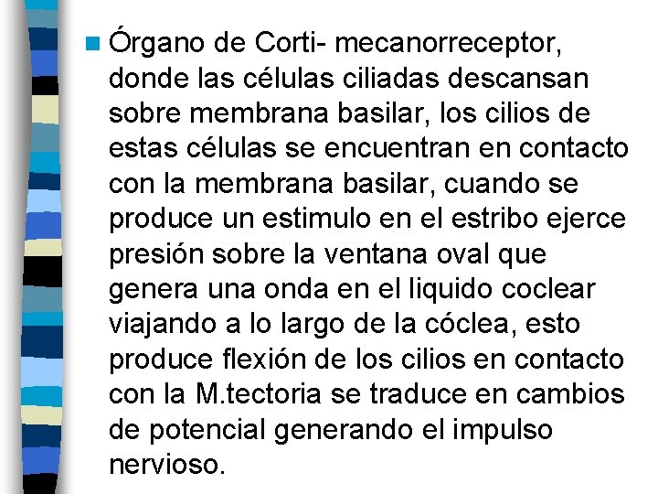 n Órgano de Corti- mecanorreceptor, donde las células ciliadas descansan sobre membrana basilar, los