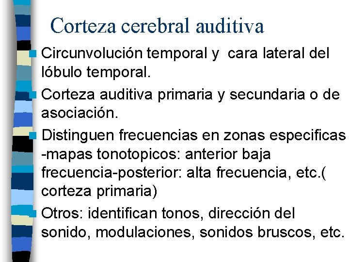 Corteza cerebral auditiva n Circunvolución temporal y cara lateral del lóbulo temporal. n Corteza