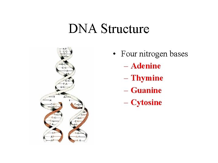 DNA Structure • Four nitrogen bases – Adenine – Thymine – Guanine – Cytosine
