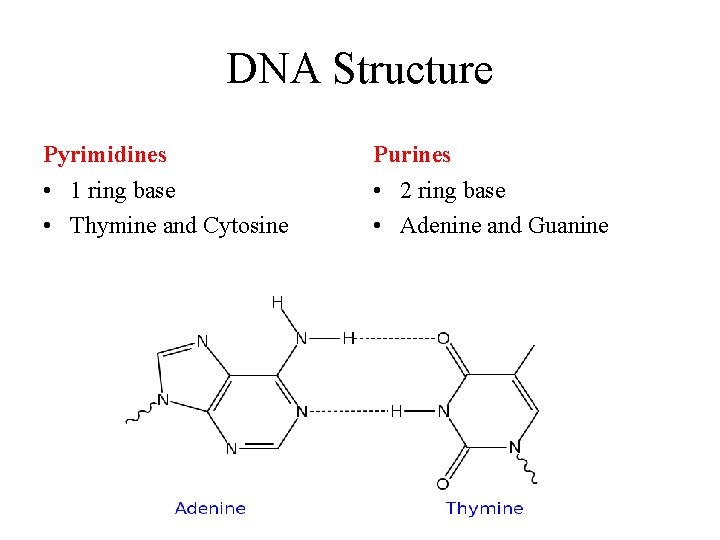 DNA Structure Pyrimidines Purines • 1 ring base • Thymine and Cytosine • 2