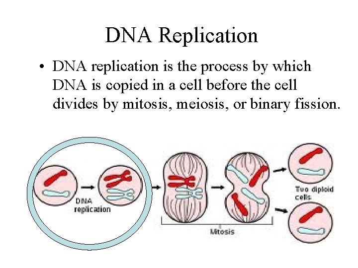 DNA Replication • DNA replication is the process by which DNA is copied in