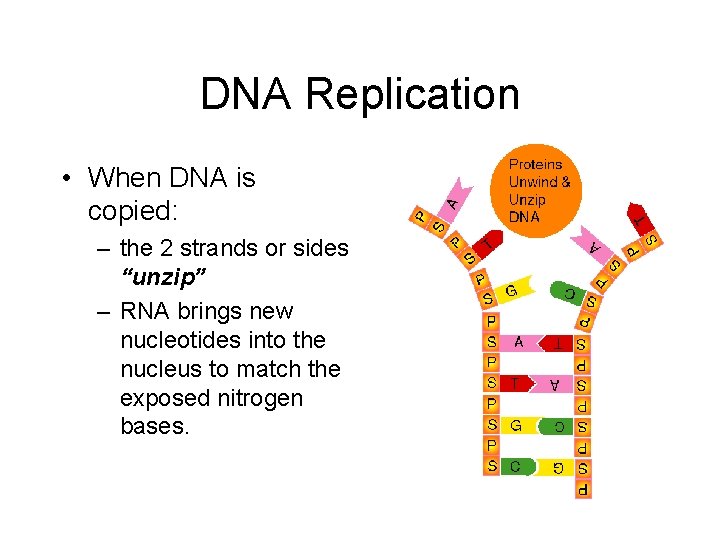 DNA Replication • When DNA is copied: – the 2 strands or sides “unzip”