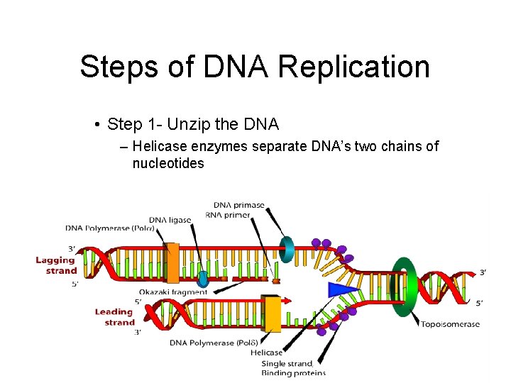 Steps of DNA Replication • Step 1 - Unzip the DNA – Helicase enzymes